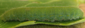 Larvae